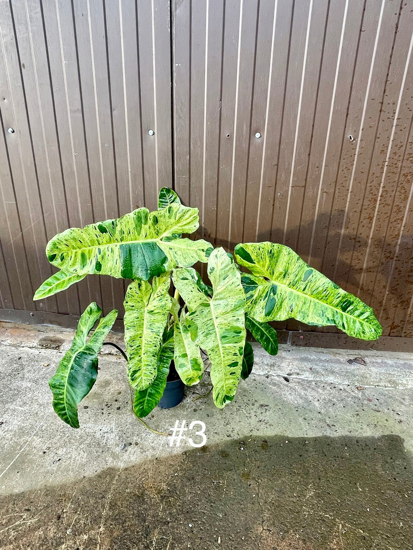 Philodendron paraiso verde XL