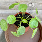 Pilea peperomioide mojito