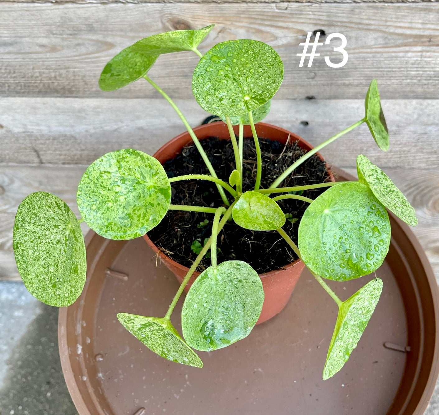 Pilea peperomioide mojito