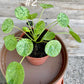 Pilea peperomioide mojito