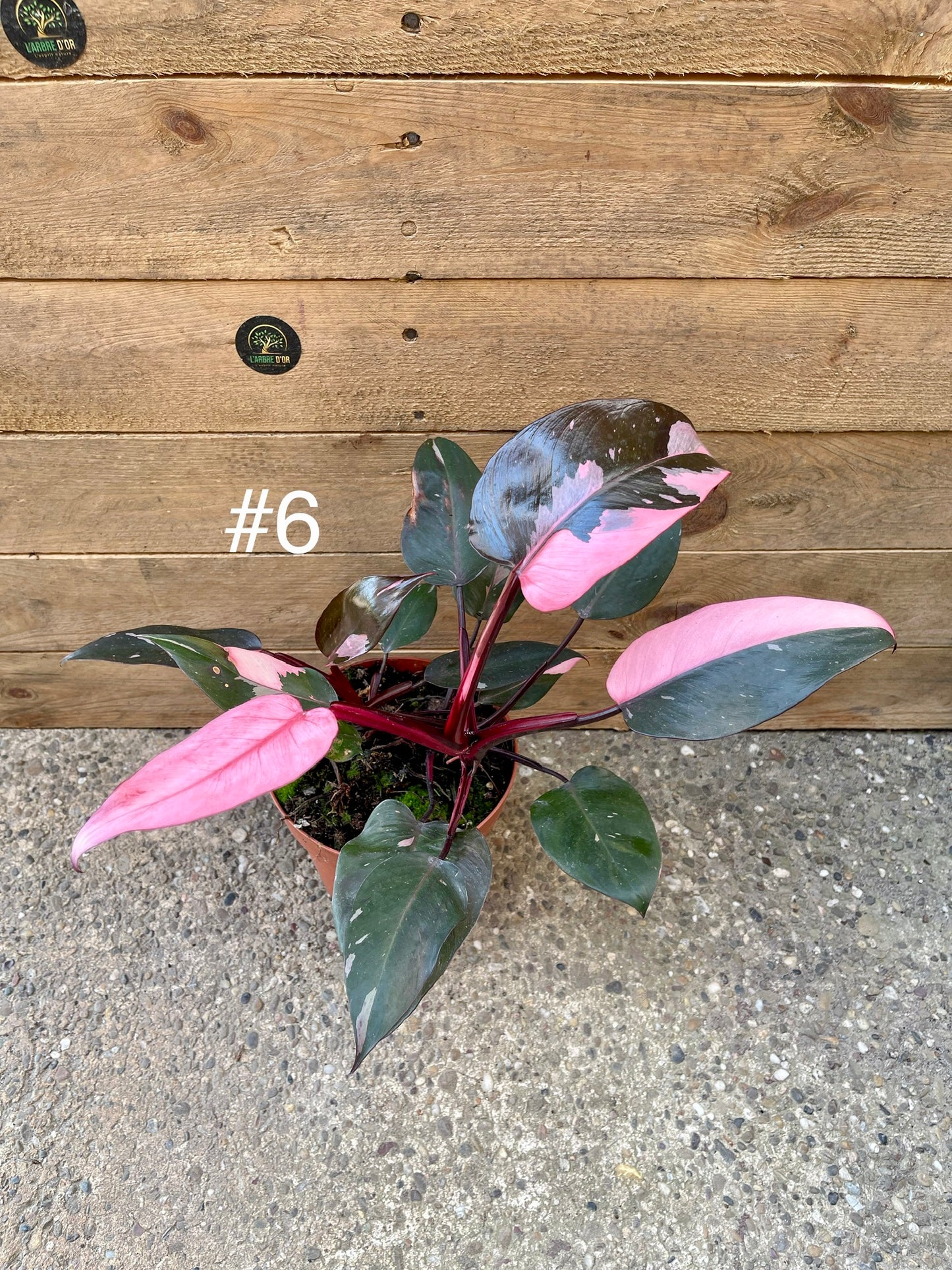 Philodendron pink princess haute variegation