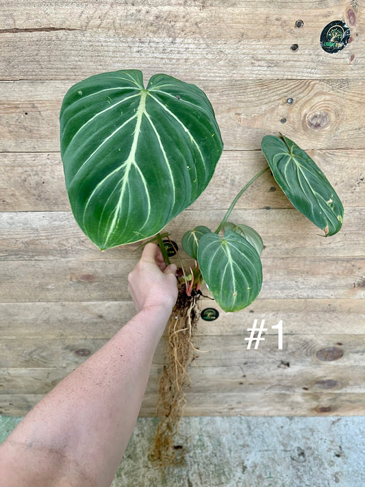 Philodendron Gloriosum dark form boutures