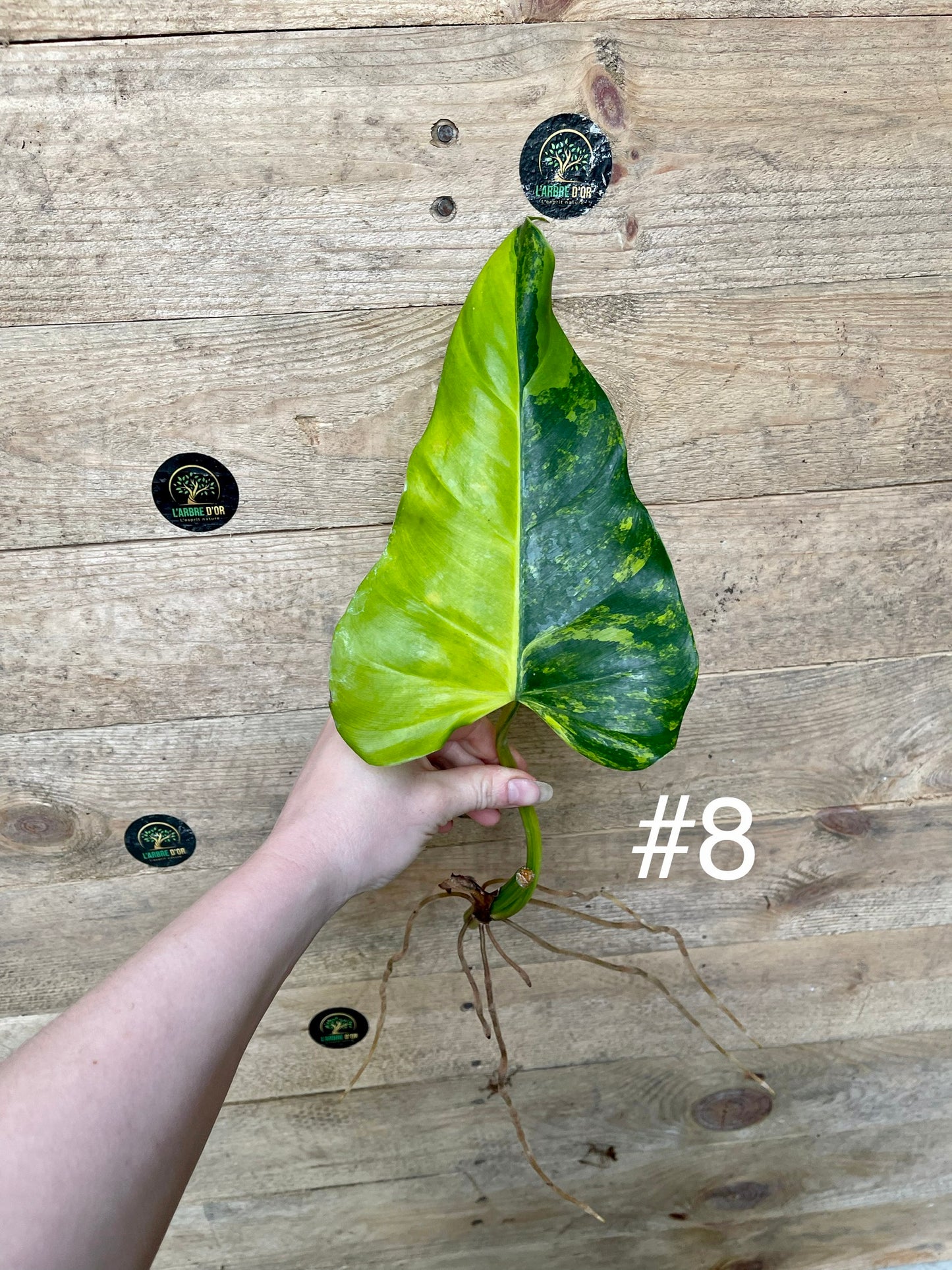 Philodendron Domesticum variegata Boutures