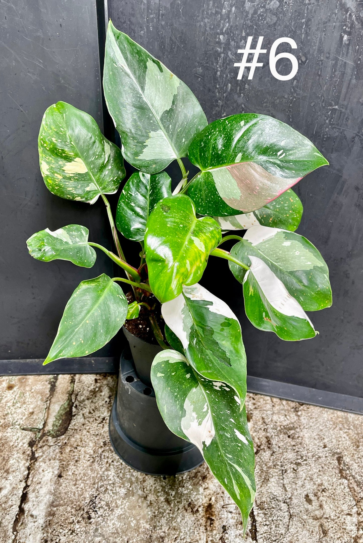 Philodendron white princess tricolor