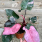 Philodendron pink princess haute variegation