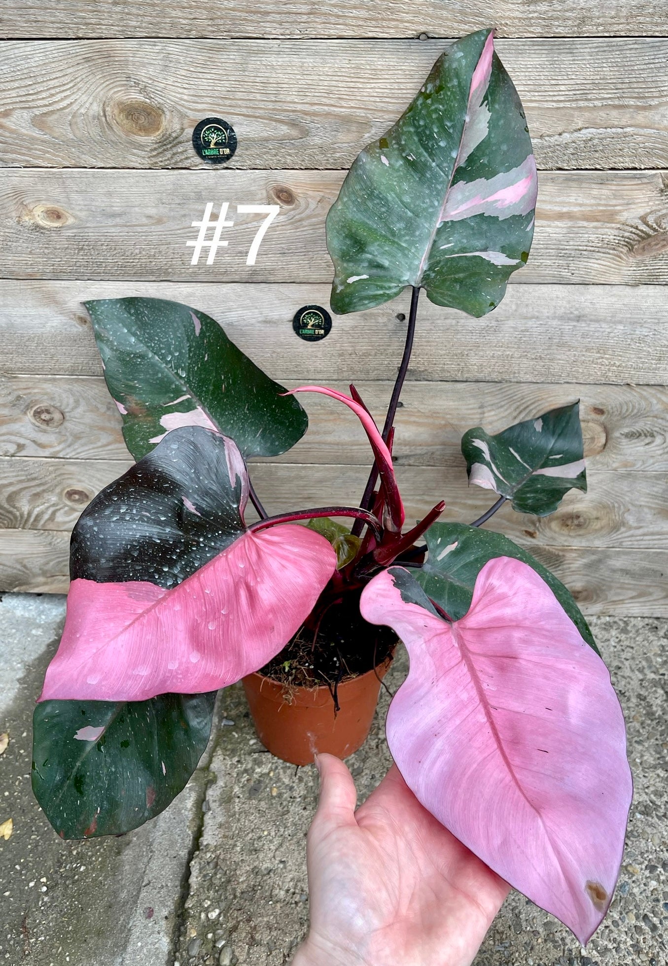 Philodendron pink princess haute variegation