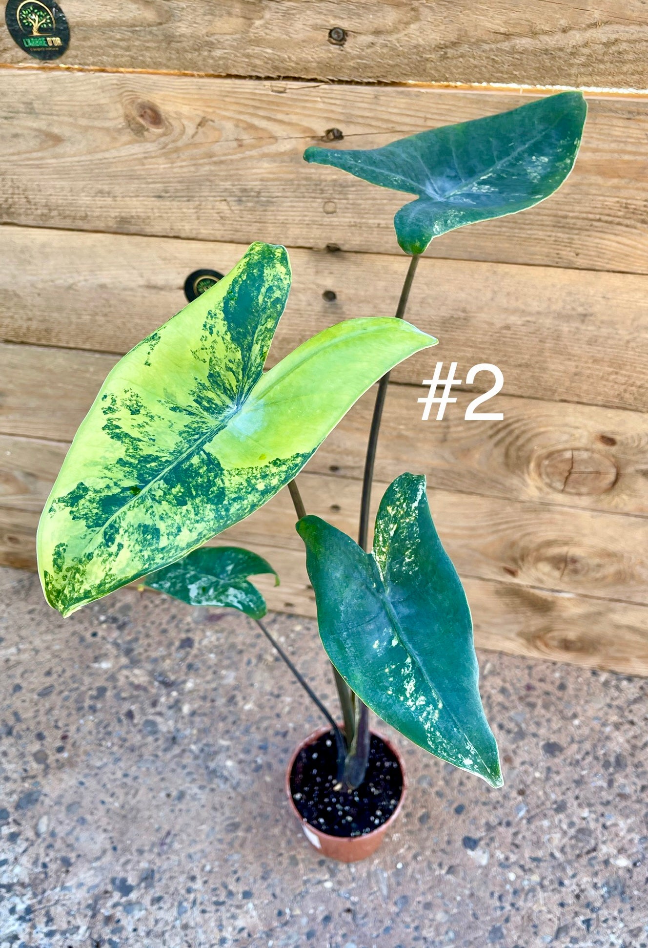 Alocasia zebrina black stem variegata