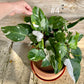 Philodendron white princess