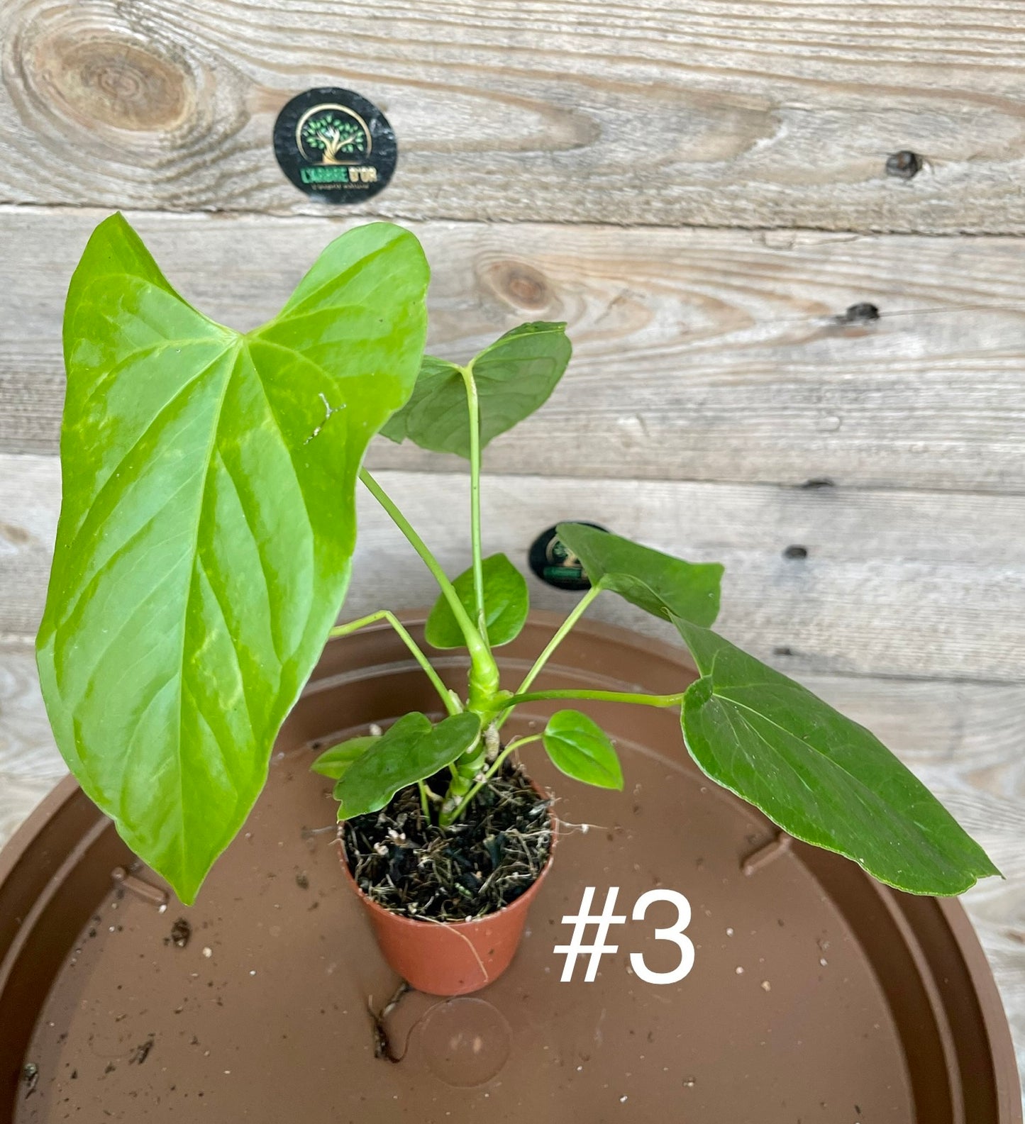 Anthurium balaoanum baby