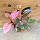 Philodendron pink princess haute variegation