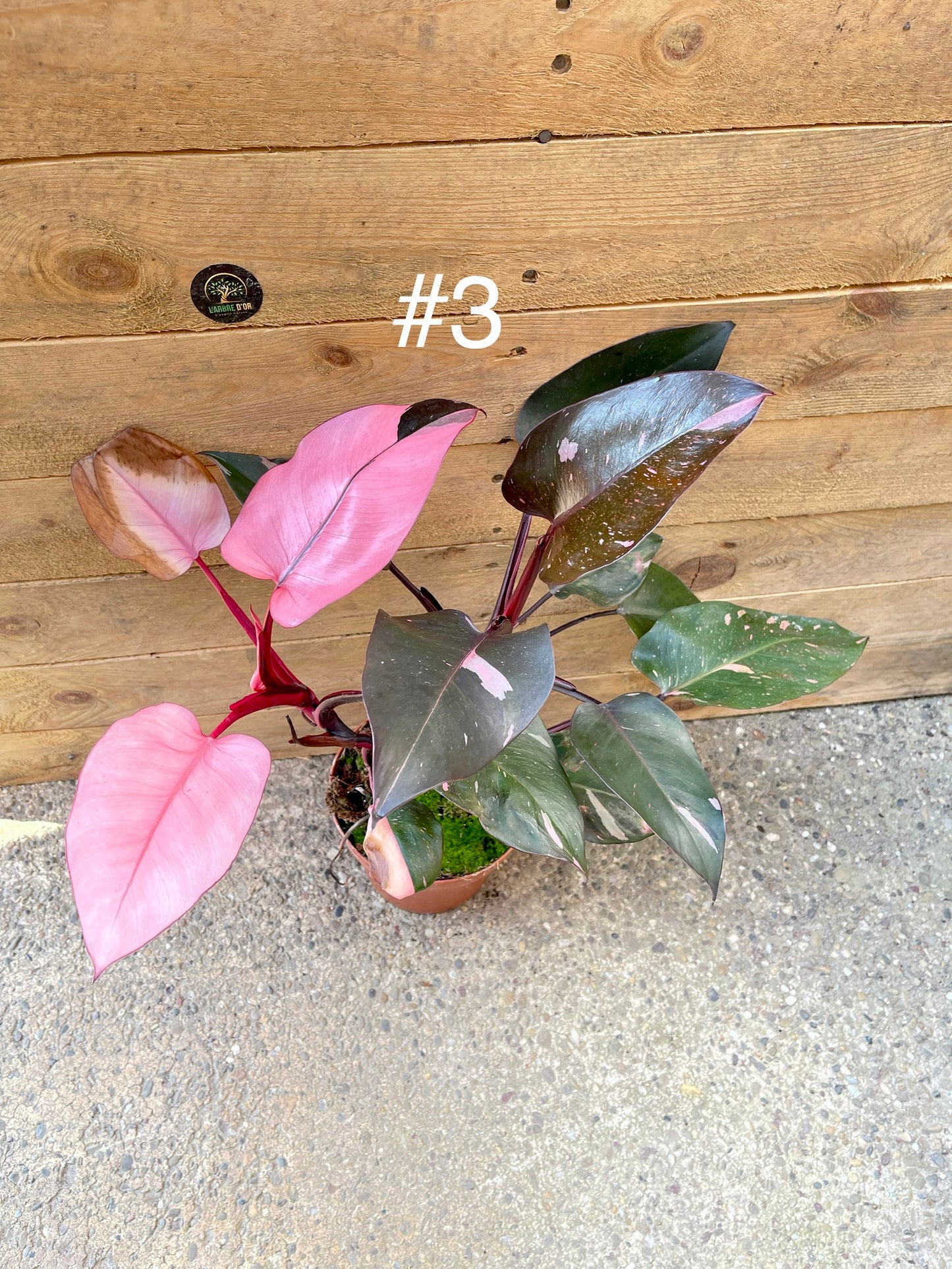 Philodendron pink princess haute variegation