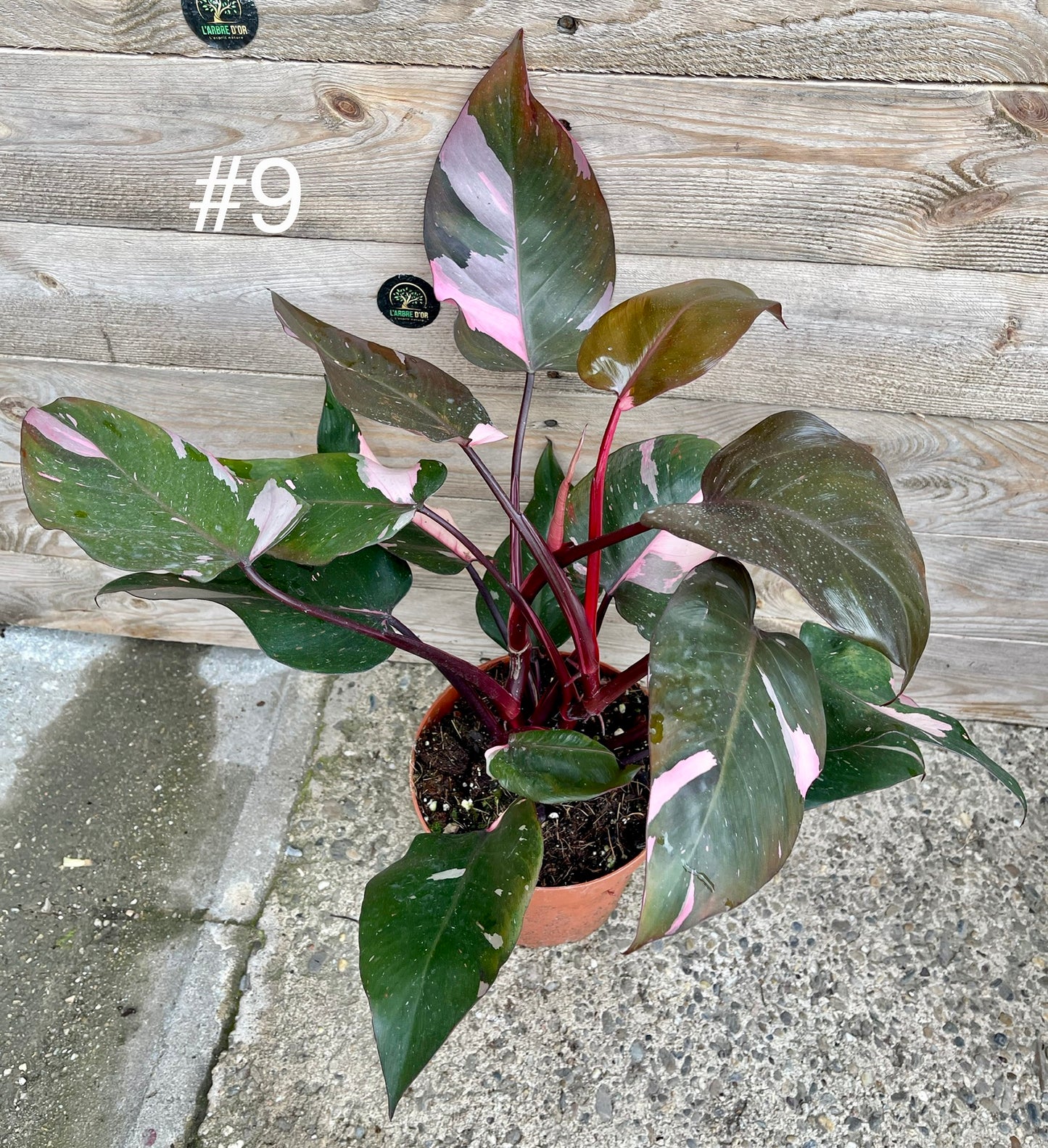 Philodendron pink princess haute variegation