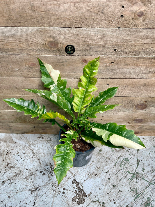 Philodendron ring of fire haute variegation taille L