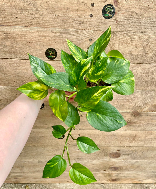 Epipremnum aureum