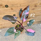 Philodendron pink princess haute variegation