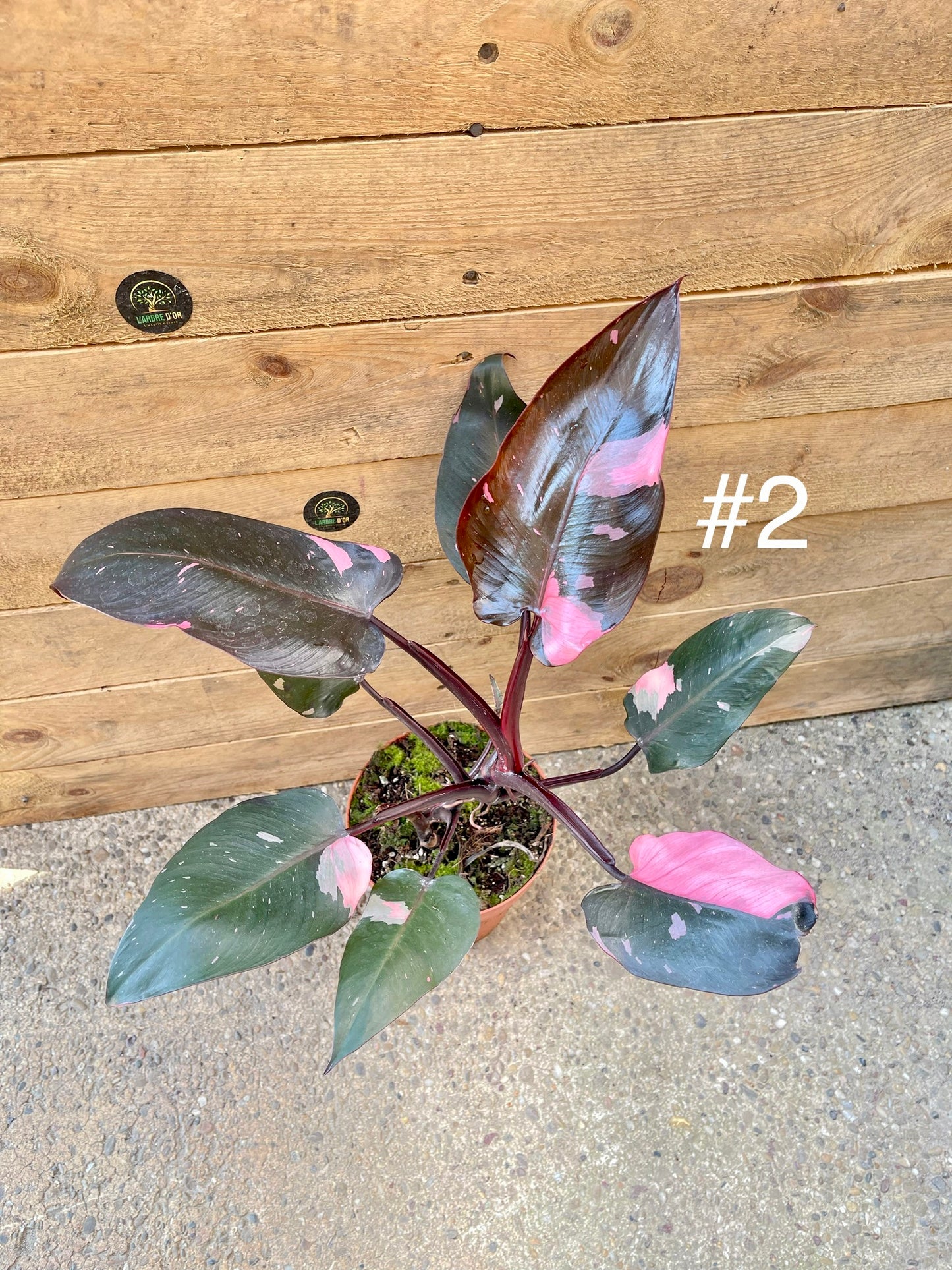 Philodendron pink princess haute variegation