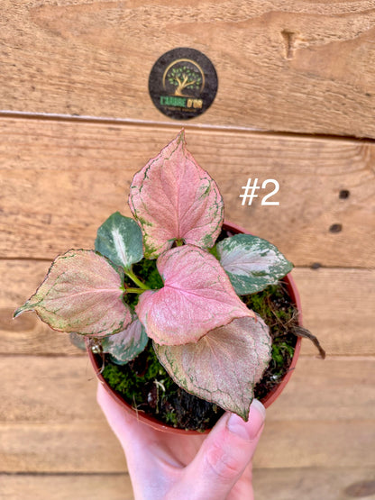 Syngonium pink perfection