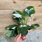 Philodendron white wizard taille L haute variegation