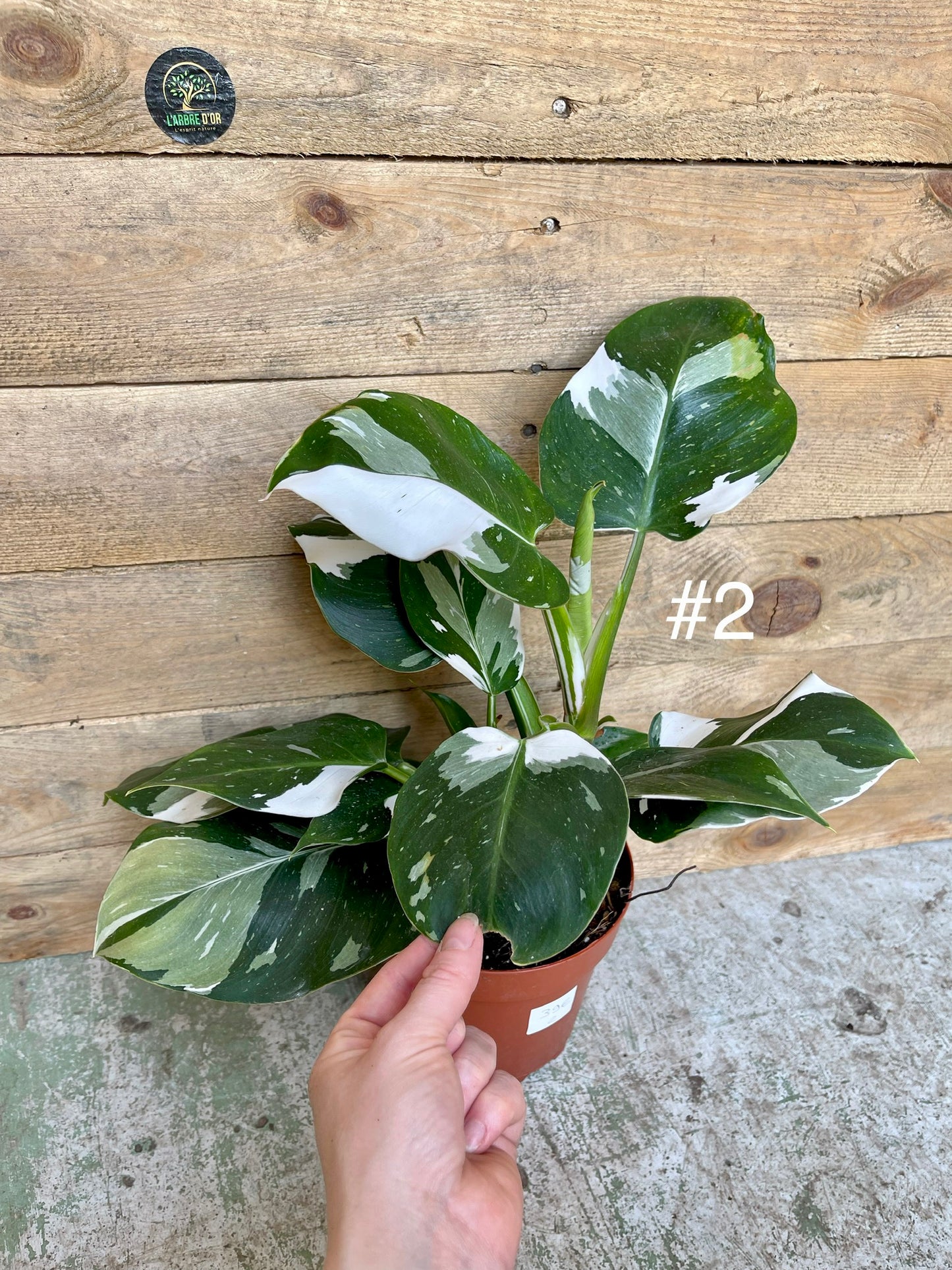 Philodendron white wizard taille L haute variegation