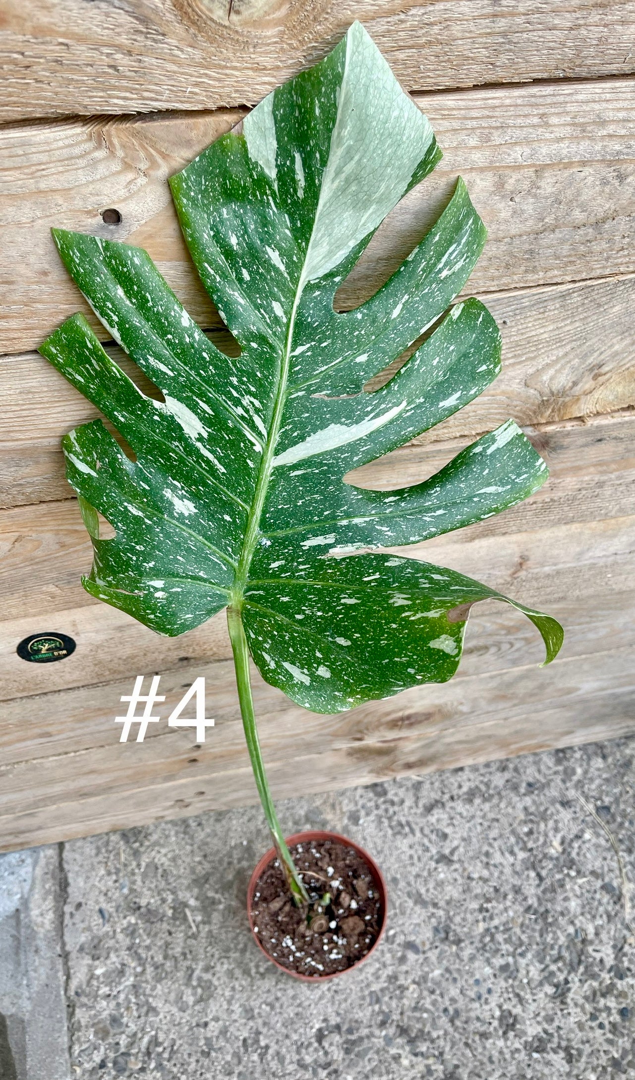 Monstera thaï constellation boutures