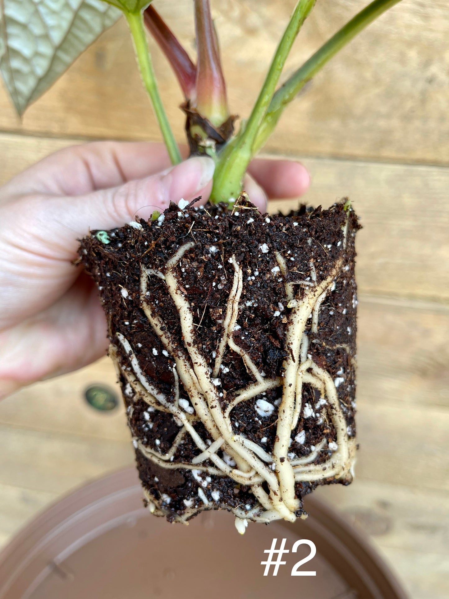 Anthurium luxurians