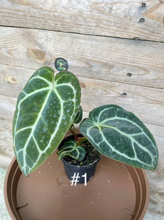 Anthurium crystallinum dark silver