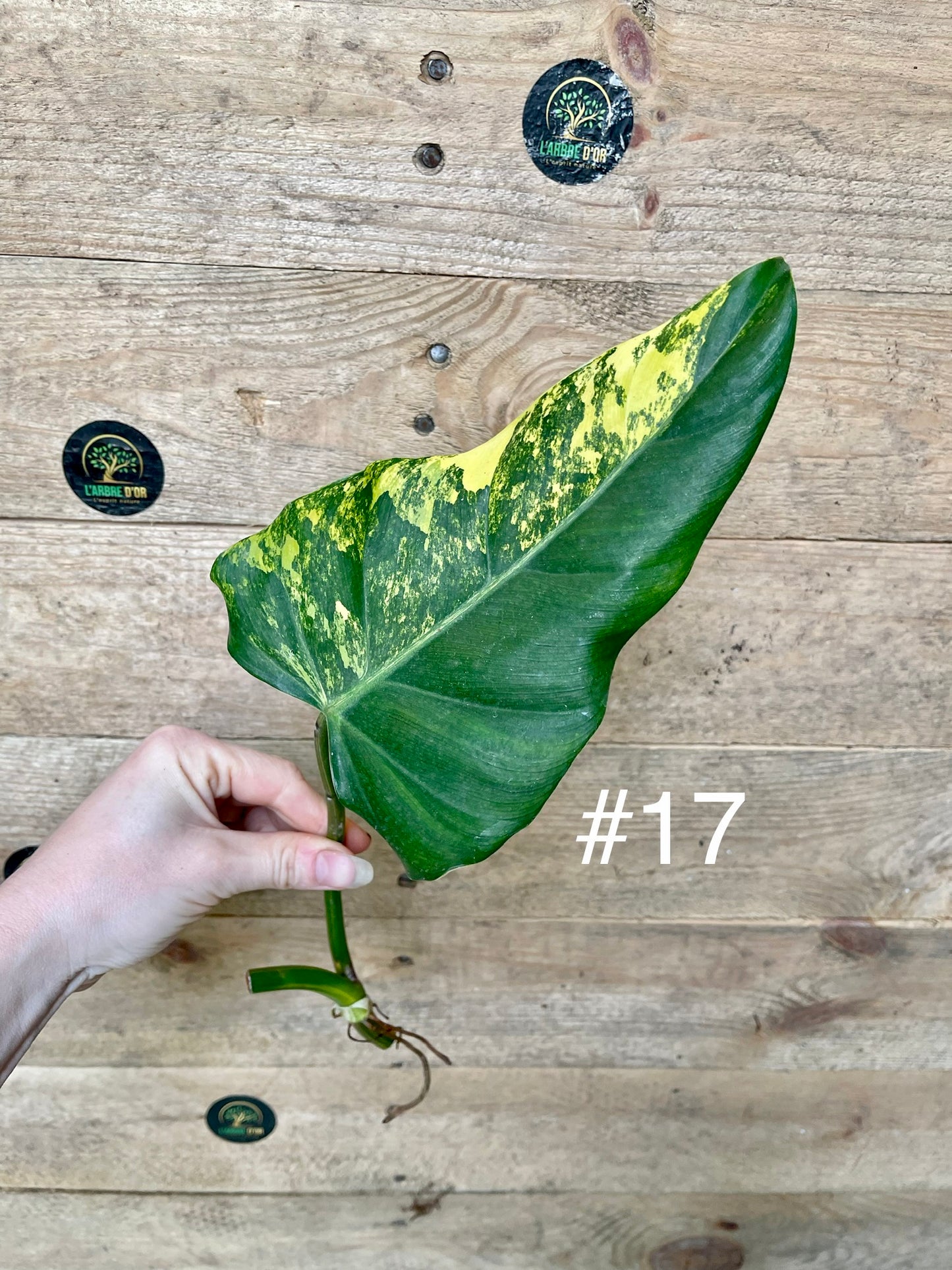 Philodendron Domesticum variegata Boutures