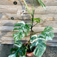 Monstera albo variegata moyenne variegation