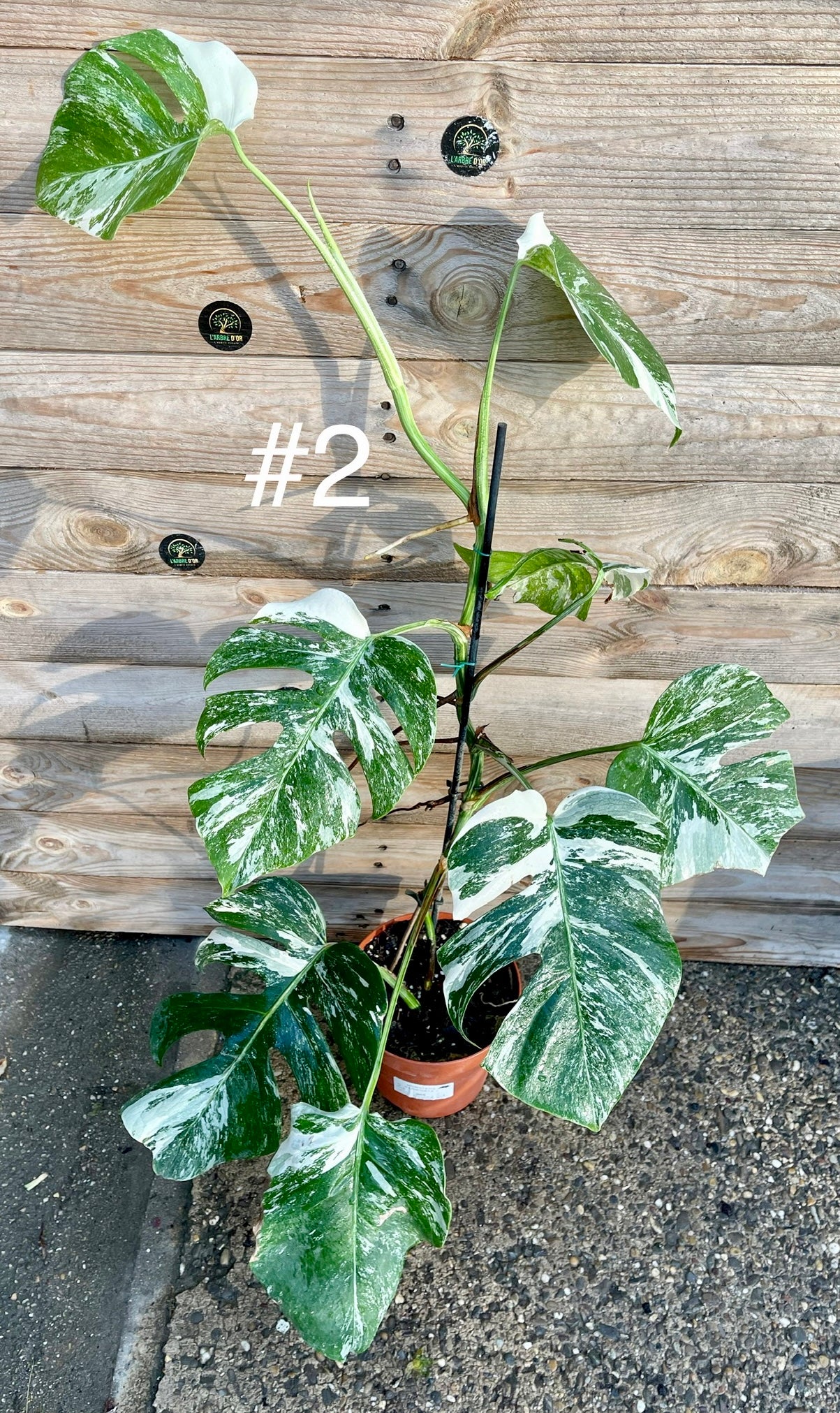 Monstera albo variegata moyenne variegation