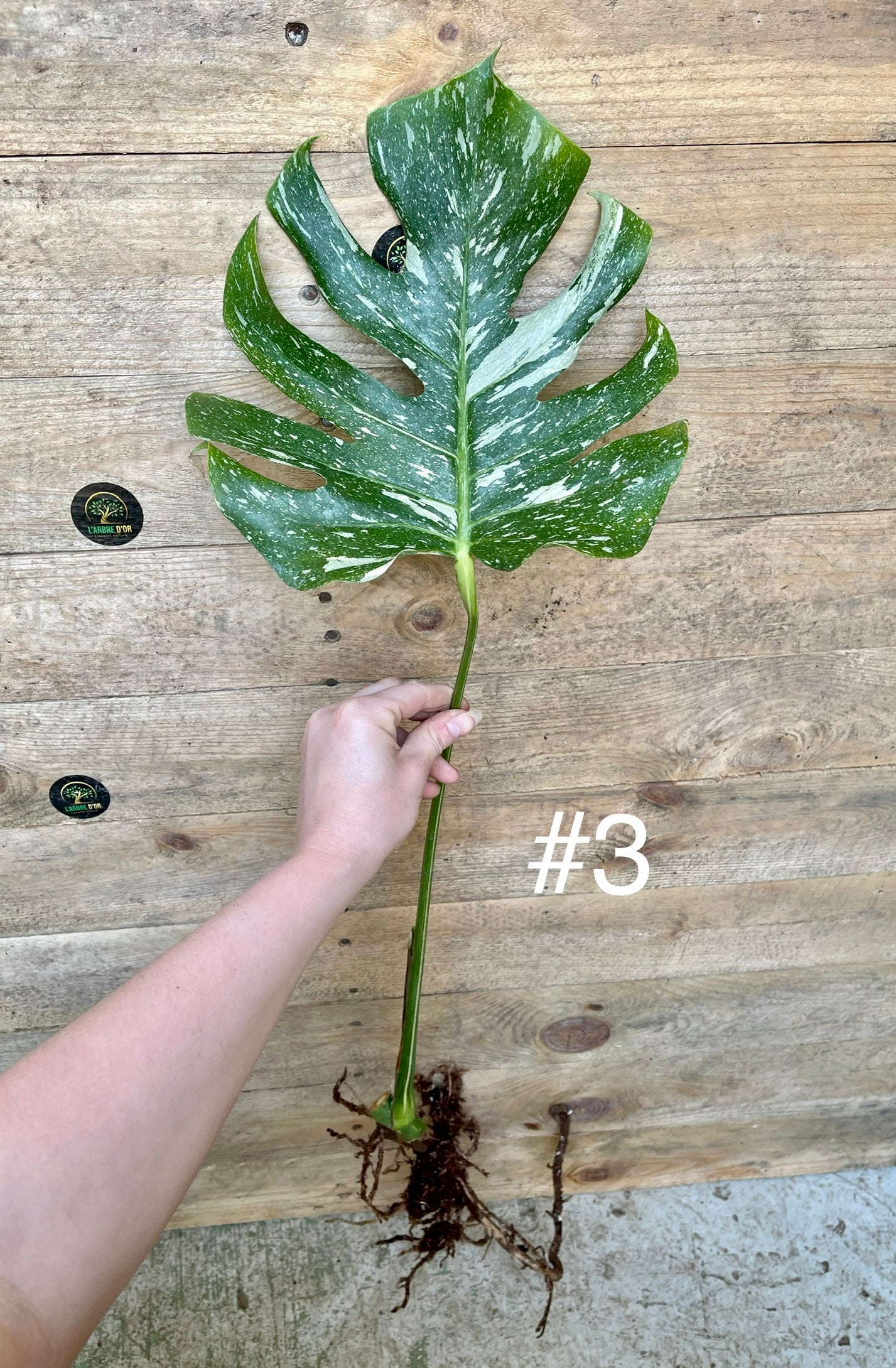 Monstera thaï constellation boutures