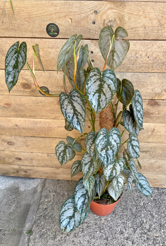 Philodendron brandtianum