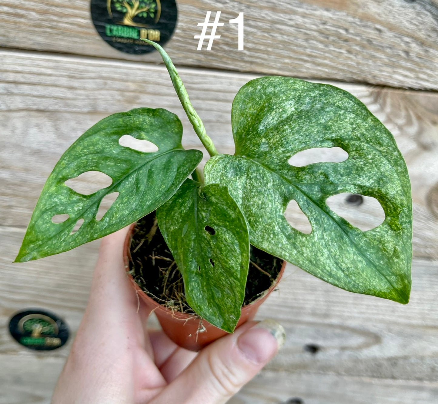 Monstera adansonii mint baby