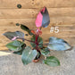 Philodendron pink princess haute variegation