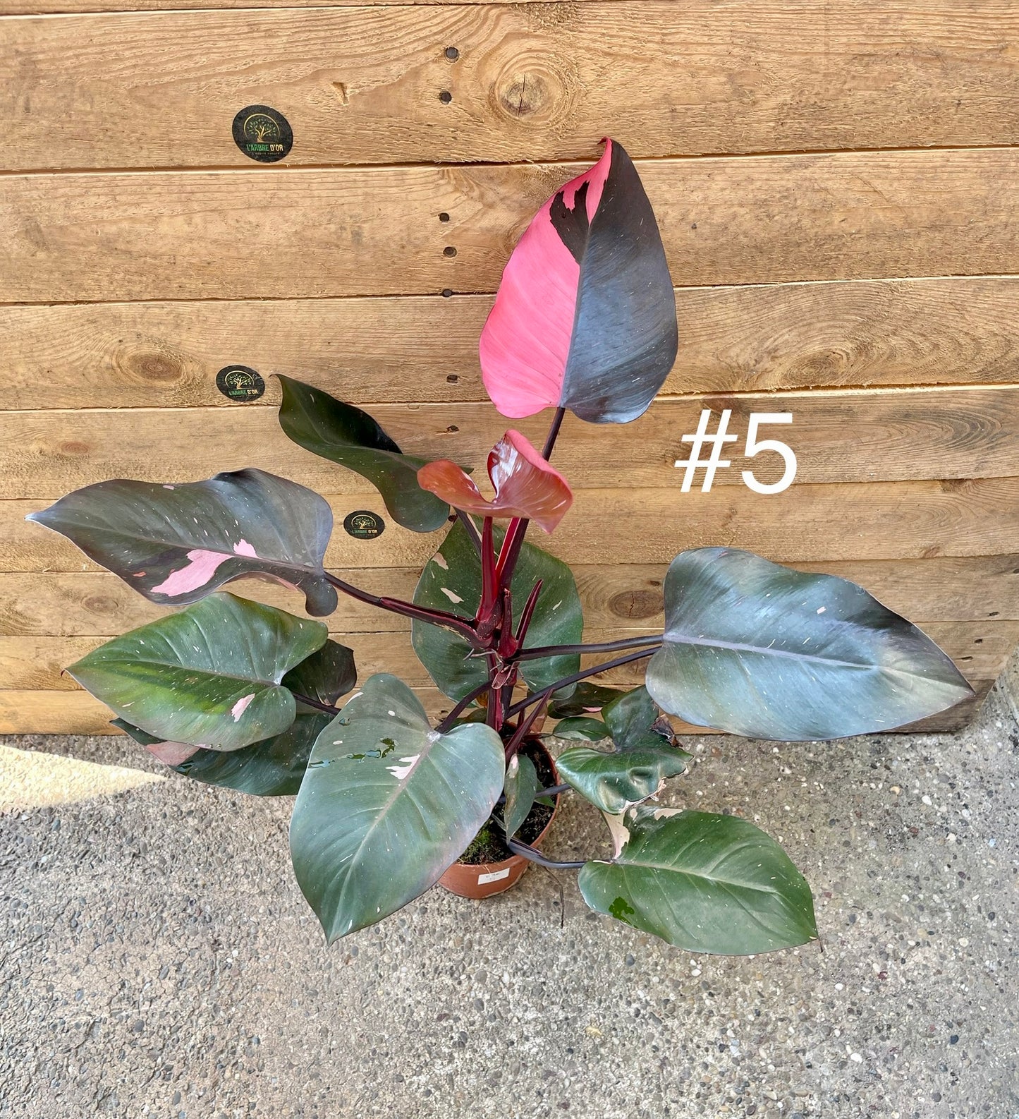 Philodendron pink princess haute variegation