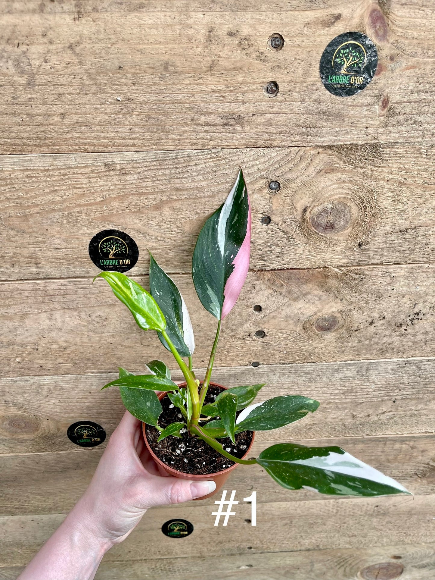 Philodendron white princess tricolor taille S