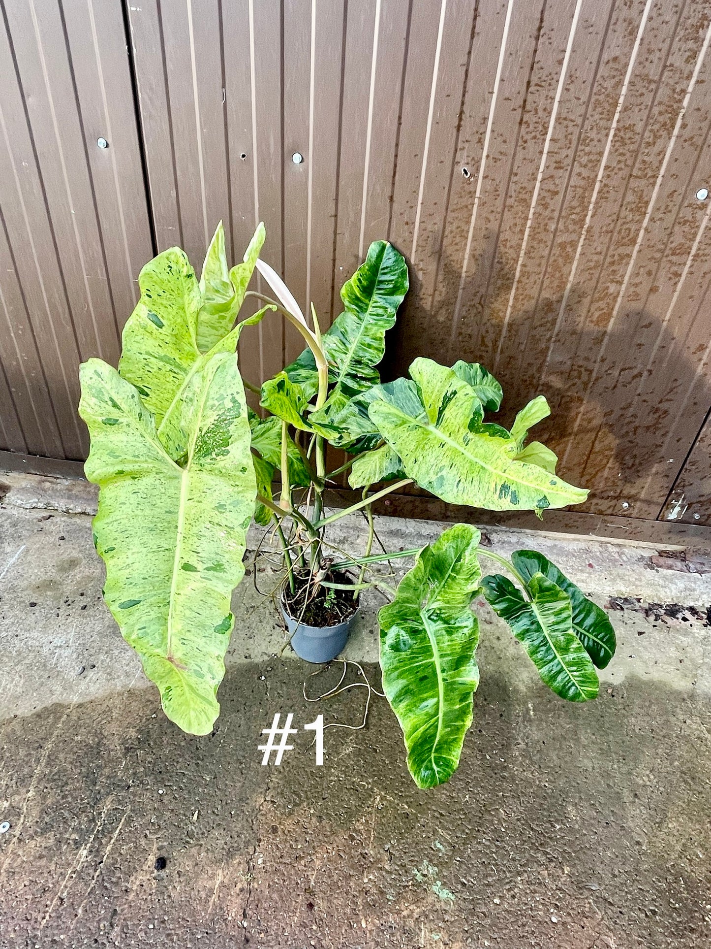 Philodendron paraiso verde XL