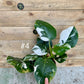 Philodendron white wizard taille L haute variegation