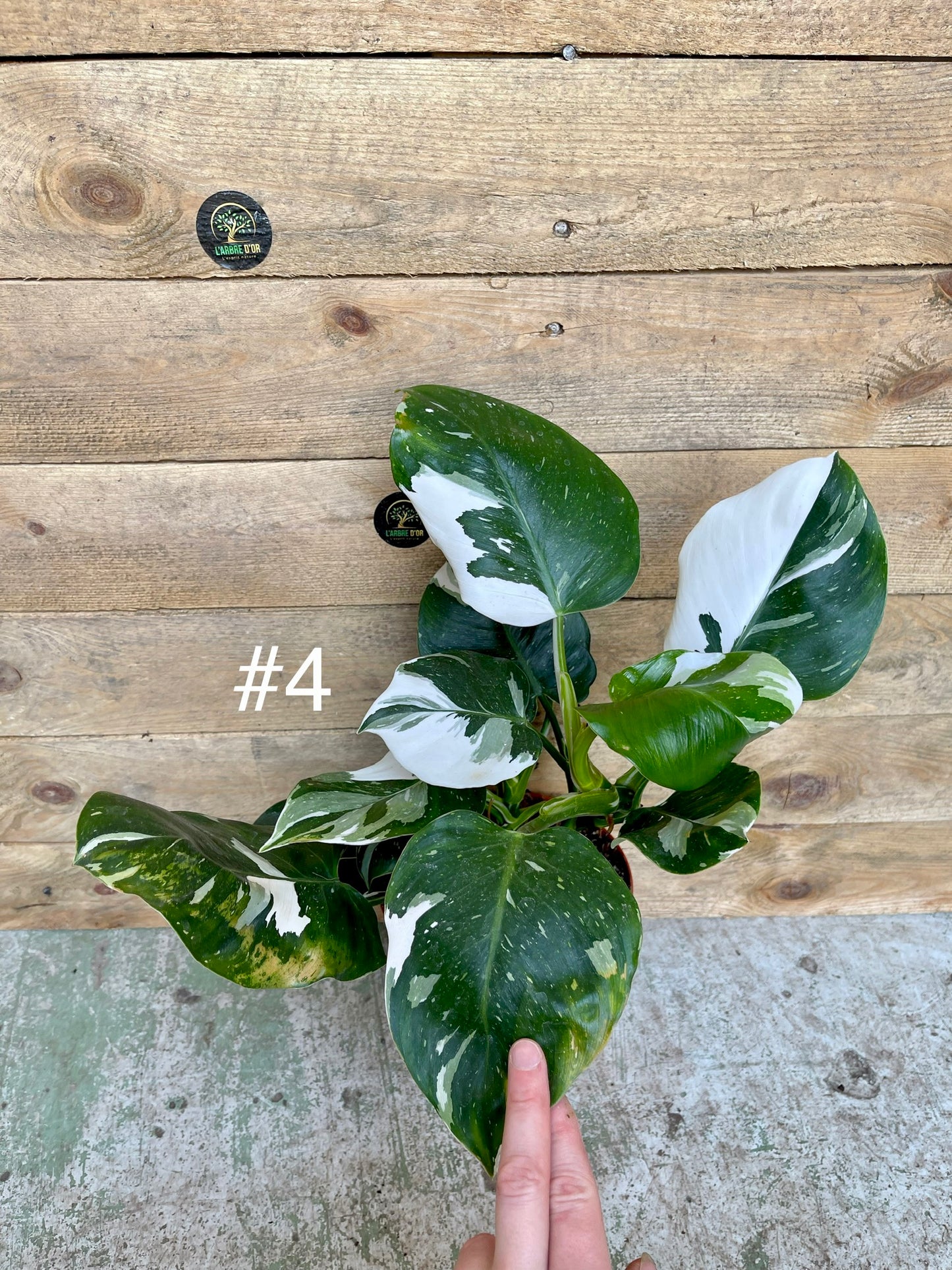 Philodendron white wizard taille L haute variegation