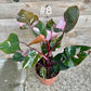 Philodendron pink princess haute variegation