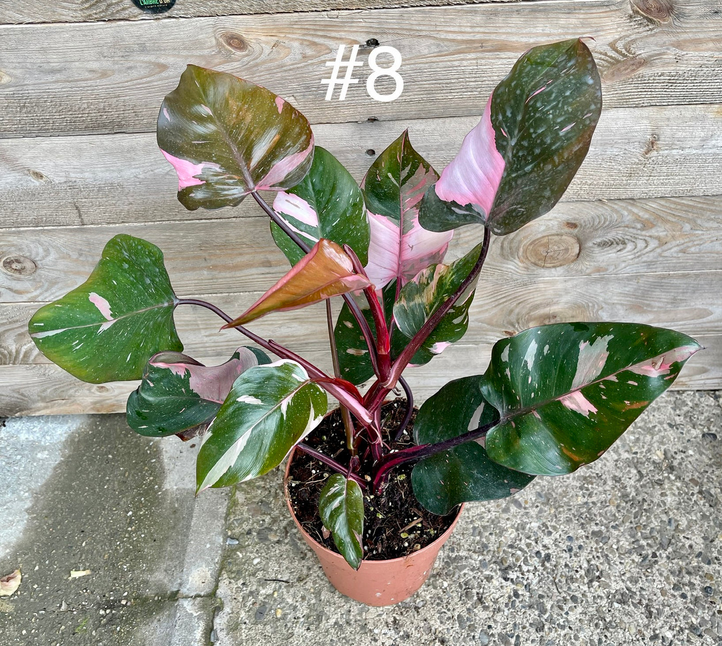 Philodendron pink princess haute variegation