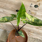 Alocasia zebrina black stem variegata