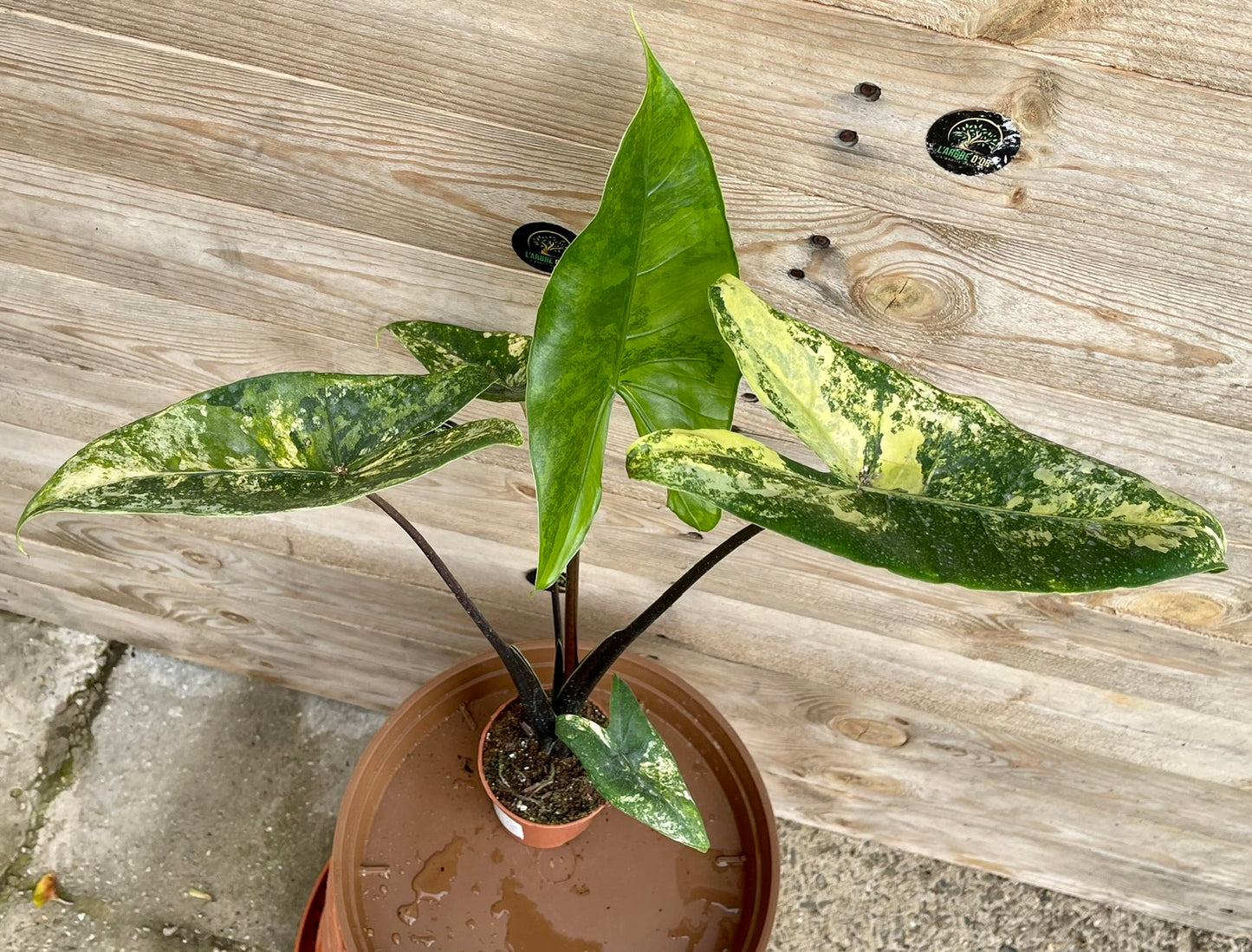 Alocasia zebrina black stem variegata