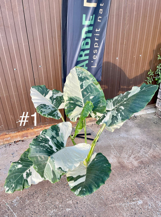 Alocasia macrorrhiza variegata XXL