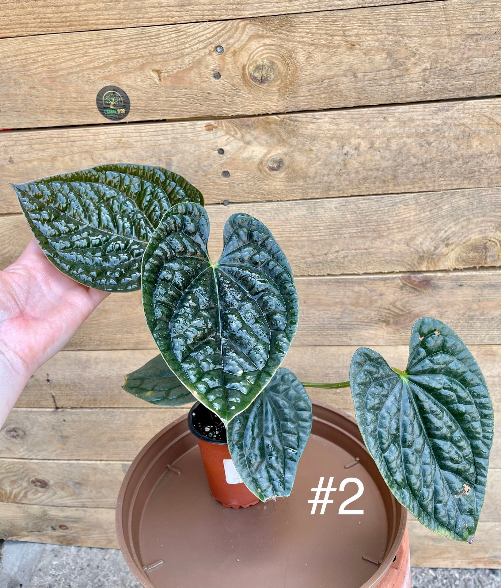 Y265 M Anthurium luxurians × radicans 台湾 8/2輸入 アロイド アンスリウム ルクスリアンス  ラディカンス(その他)｜売買されたオークション情報、yahooの商品情報をアーカイブ公開 - オークファン 花、園芸