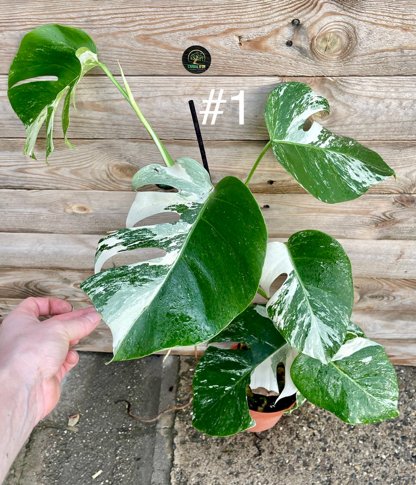 Monstera albo variegata moyenne variegation