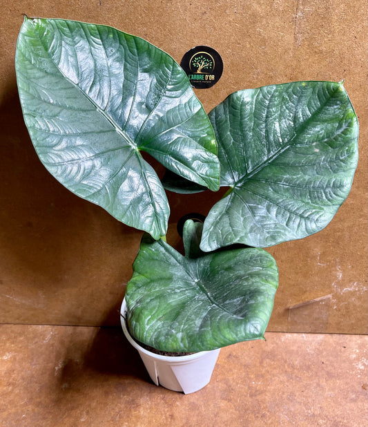 Alocasia reginae