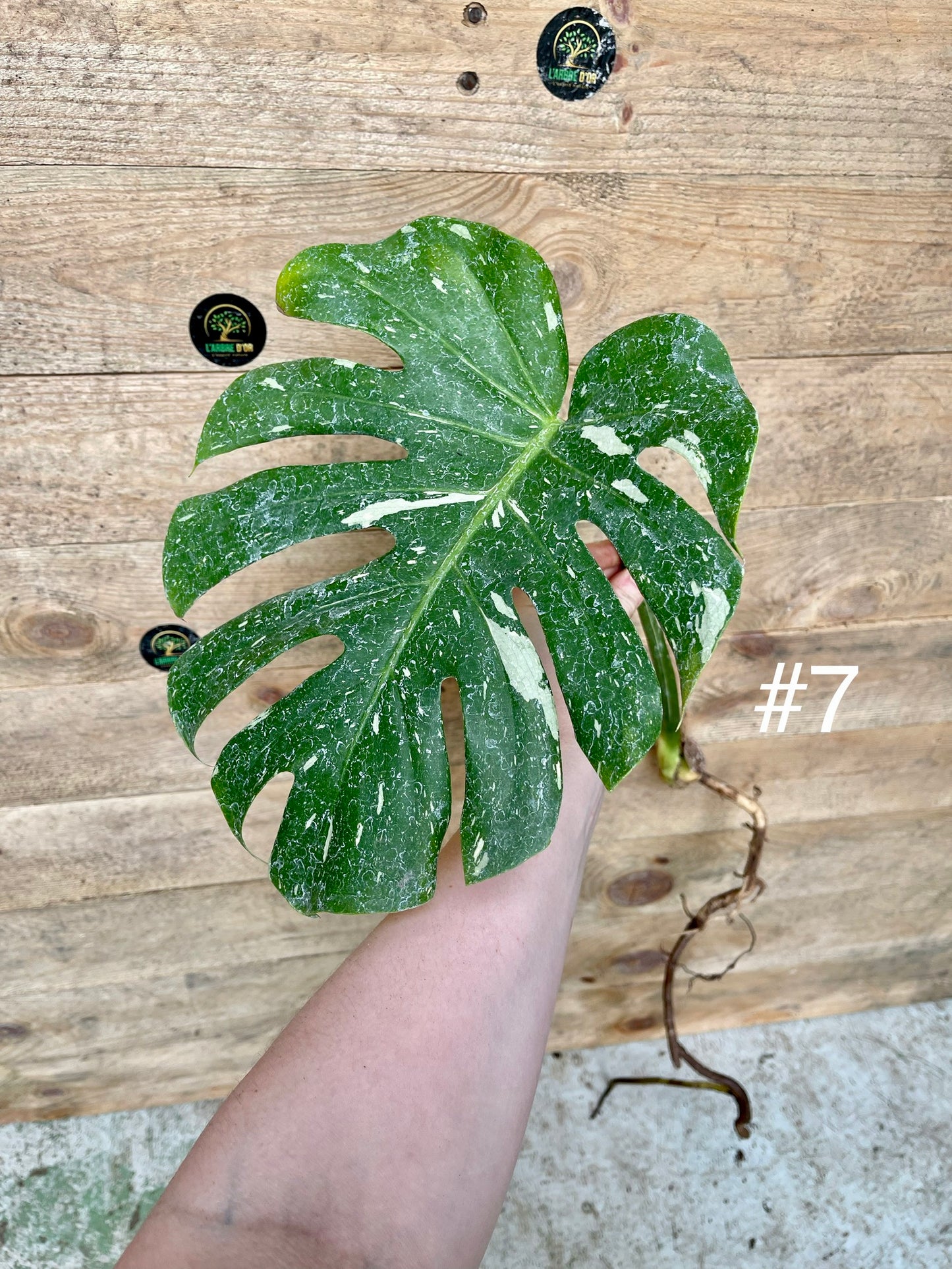 Monstera thaï constellation boutures