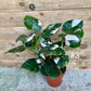 Philodendron white wizard taille L haute variegation