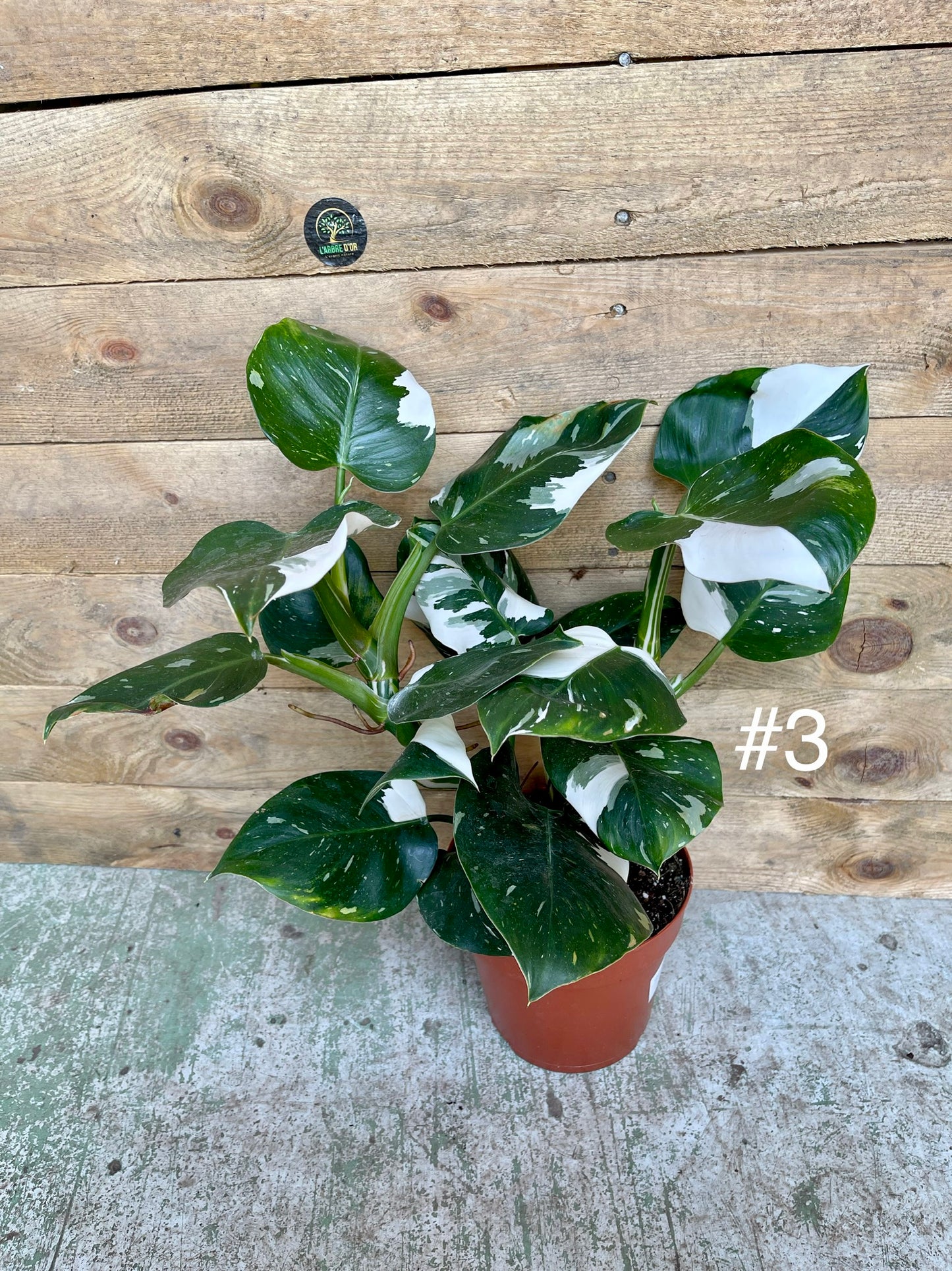 Philodendron white wizard taille L haute variegation