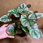 Caladium purple light